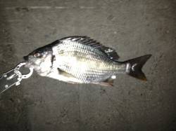 舞洲、チニングでキビレの釣果