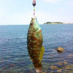 阿那賀での穴釣りの釣果