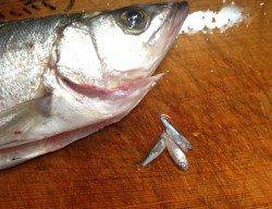 濱ノ瀬漁港　アジング中にヒラセイゴのライズ！　表層早巻で連発！