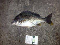 大阪南港、チニングでキビレの釣果