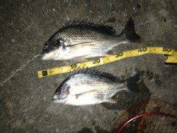 舞洲でのチニングでキビレの釣果