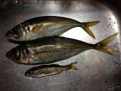 田辺・戎漁港でアジング、アタリは多いです