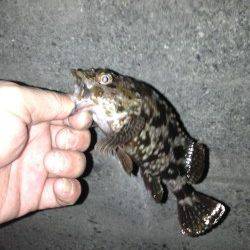 舞洲でチニング、キビレの数釣り