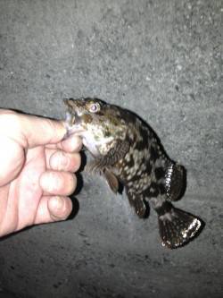 舞洲でチニング、キビレの数釣り