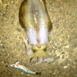 佐野漁港で早朝エギング、墨族アイスイワシにＨｉｔ！