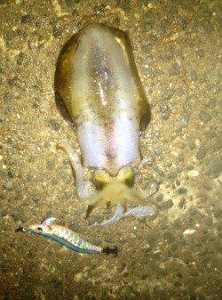 佐野漁港で早朝エギング、墨族アイスイワシにＨｉｔ！