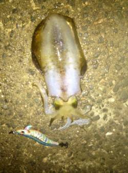 佐野漁港で早朝エギング、墨族アイスイワシに…