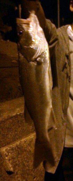 犬見～本郷　ルアーでシーバス〜40cm8本　青戸の大橋の横にて