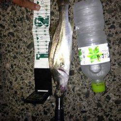 久々子　朝間詰前にルアーでシーバス29cm