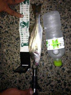 久々子　朝間詰前にルアーでシーバス29cm