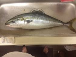 音海大波止、のませでブリが一匹釣れました