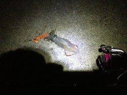 明石港でナイトエギング、HITカラーはゴールド系！