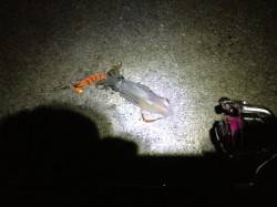 明石港でナイトエギング、HITカラーはゴー…