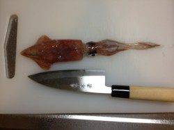 明石港でナイトエギング、HITカラーはゴールド系！