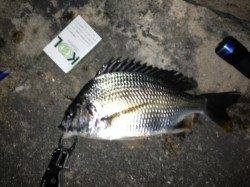 舞洲、チニングでキビレの釣果