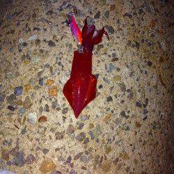 垂水漁港　雨中のエギング釣行　ケンサキ＆アオリの新子がヒット