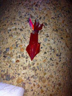 垂水漁港　雨中のエギング釣行　ケンサキ＆アオリの新子がヒット