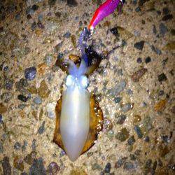 垂水漁港　雨中のエギング釣行　ケンサキ＆アオリの新子がヒット