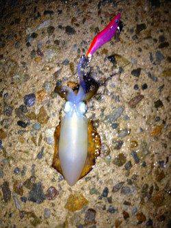 垂水漁港　雨中のエギング釣行　ケンサキ＆アオリの新子がヒット