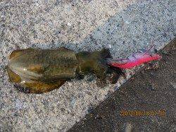 神戸港でルアーゲーム　シーバスにアオリイカ