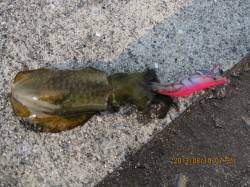 神戸港でルアーゲーム　シーバスにアオリイカ…