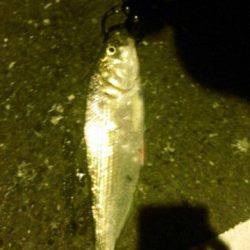 犬見～本郷　ルアーでシーバス〜40cm8本　青戸の大橋の横にて