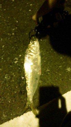 犬見～本郷　ルアーでシーバス〜40cm8本　青戸の大橋の横にて