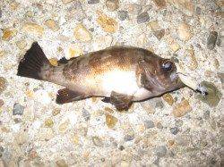 東二見　北風が吹く中のメバリングでメバル5匹　フォールでヒット