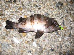 東二見　北風が吹く中のメバリングでメバル5匹　フォールでヒット