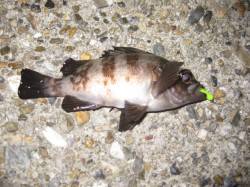 東二見　北風が吹く中のメバリングでメバル5…