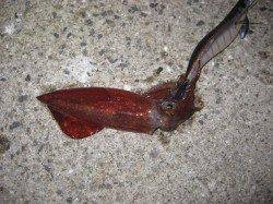 新浜漁港　ナイトエギングでケンサキイカ　朝マズメにモンゴイカがヒット