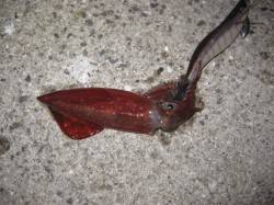 新浜漁港　ナイトエギングでケンサキイカ　朝…