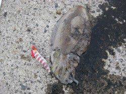 新浜漁港　ナイトエギングでケンサキイカ　朝マズメにモンゴイカがヒット