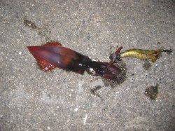 大蔵海岸、墨族2号でのエギング釣果☆