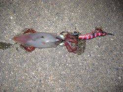 大蔵海岸、墨族2号でのエギング釣果☆