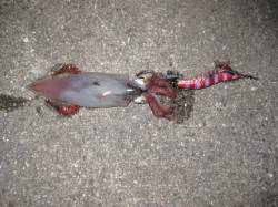 大蔵海岸、墨族2号でのエギング釣果☆