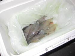 新浜漁港でエギング、ケンサキの釣果☆