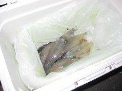 新浜漁港でエギング、ケンサキの釣果☆