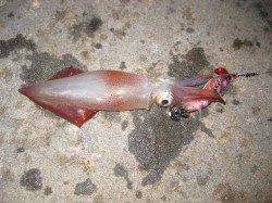 新浜漁港、墨族2号でケンサキエギング！