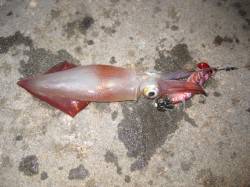 新浜漁港、墨族2号でケンサキエギング！