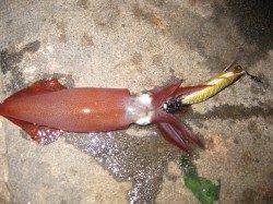 新浜漁港、墨族2号でケンサキエギング！