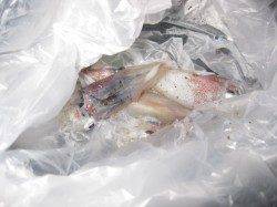 新浜漁港でケンサキエギング まだまだ楽しめそうです