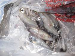 新浜漁港でケンサキエギング　まだまだ楽しめ…