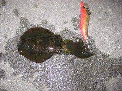 新浜漁港　ナイトエギングでアオリイカ3バイ