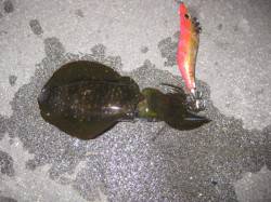 新浜漁港　ナイトエギングでアオリイカ3バイ…