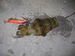 新浜漁港　ナイトエギングでアオリイカ3バイ