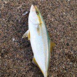 【風が強いです】岸和田でツバス、早巻きでHIT