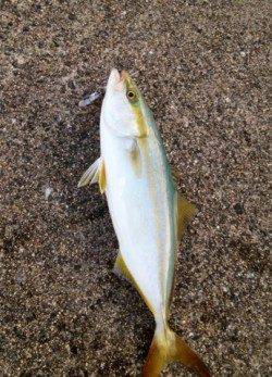 【風が強いです】岸和田でツバス、早巻きでHIT