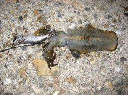 林崎漁港　エギングのケンサキ＆アオリイカは型も期待！