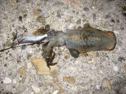 林崎漁港　エギングのケンサキ＆アオリイカは…